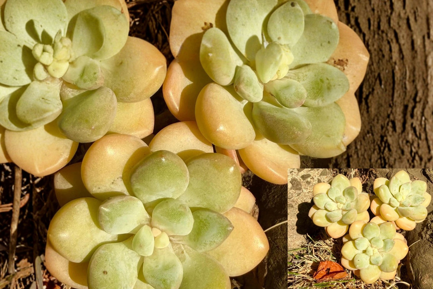 Graptoveria ‘Bubble Gum’ 1 Live Succulent Plant – 3–3.5" Bare Root