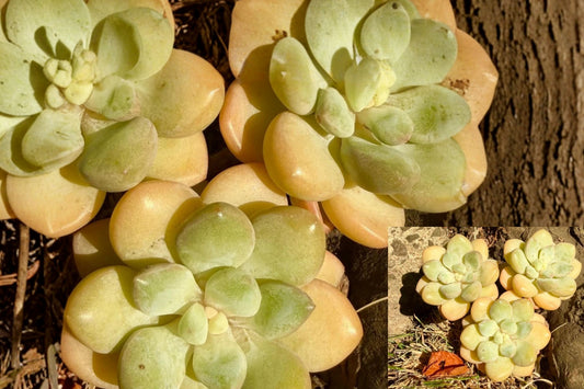 Graptoveria ‘Bubble Gum’ 1 Live Succulent Plant – 3–3.5" Bare Root