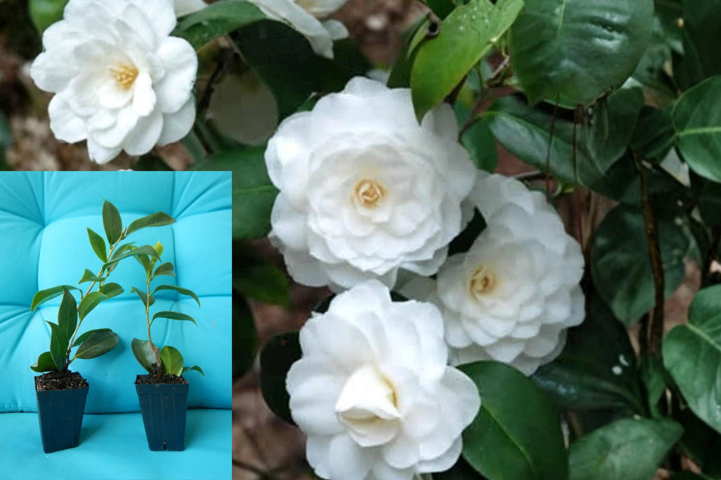 White by the Gate Camellia Live Plant – 1 Starter Plant – Camellia japonica