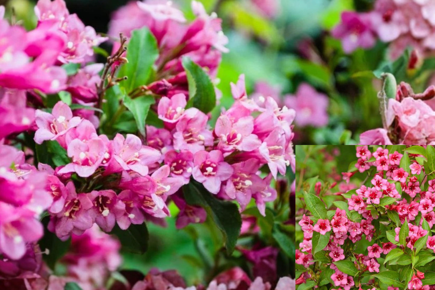 Pink Weigela 2 Live Plants – 6–12 Inch in 4-Inch Pots – Weigela florida