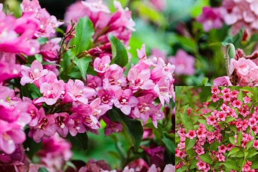 Pink Weigela 2 Live Plants – 6–12 Inch in 4-Inch Pots – Weigela florida