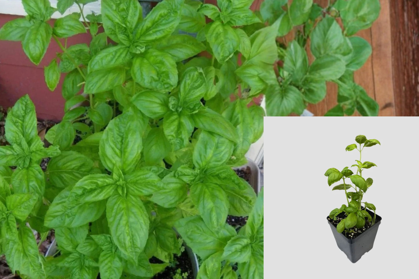 Italian Basil Live Plant – 1 Pot with 2 Plants – Ocimum basilicum