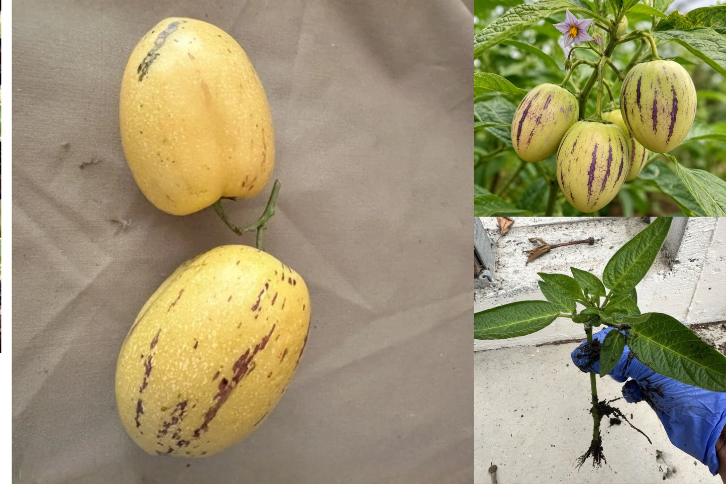 3 Pepino Melon Live Plants – Solanum muricatum Fruit Plants