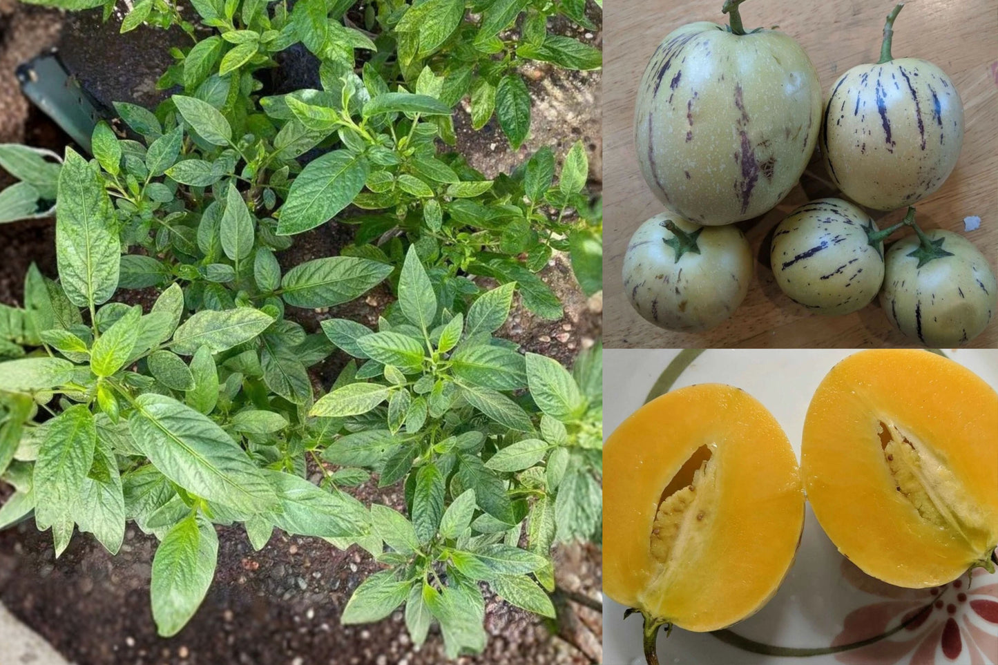 Pepino Melon Live Plant 10–17 Inch – Solanum muricatum