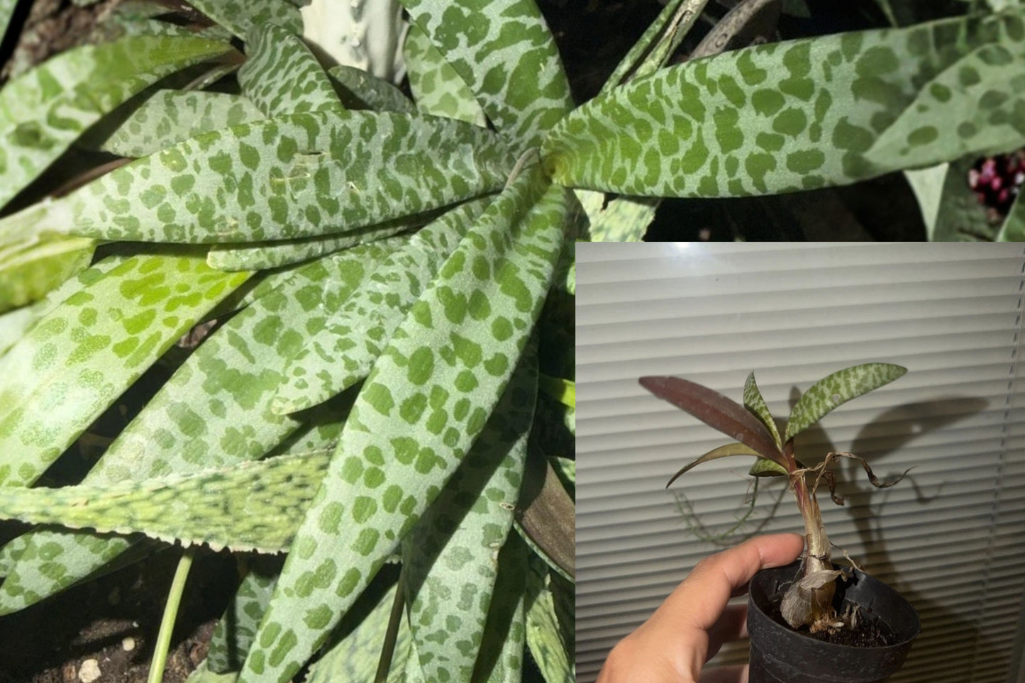 Silver Squill Live Plant – 1 Plant in 4-Inch Pot – Ledebouria socialis