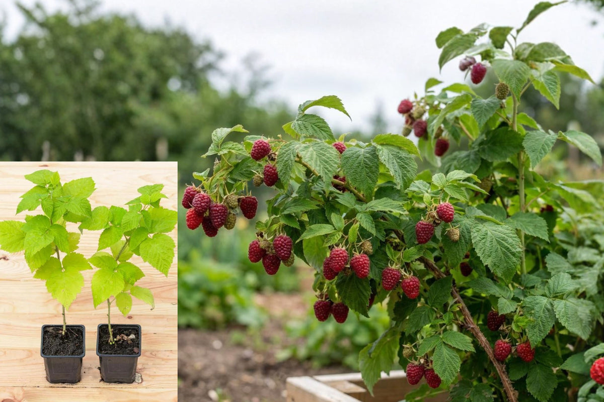 Purple Raspberry Live Plants, Set of 2 Berry Bush Starters, 5–10 Inch Tall, Edible Fruit Garden Plants