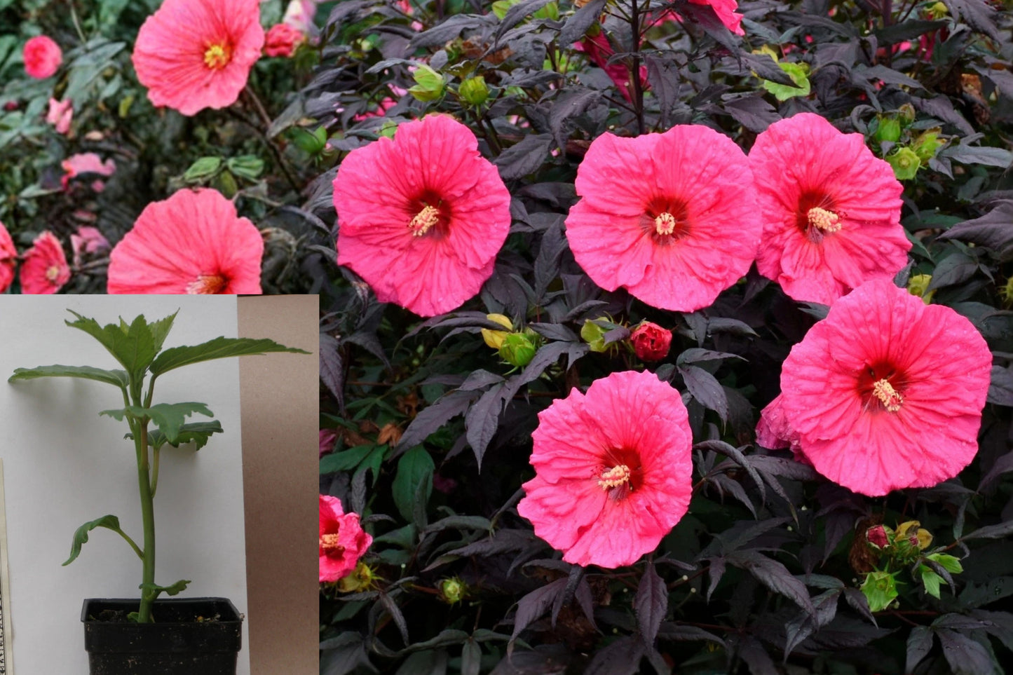 Hibiscus ‘Evening Rose’ Live Plant – 1 Plant – 2.5" Pot