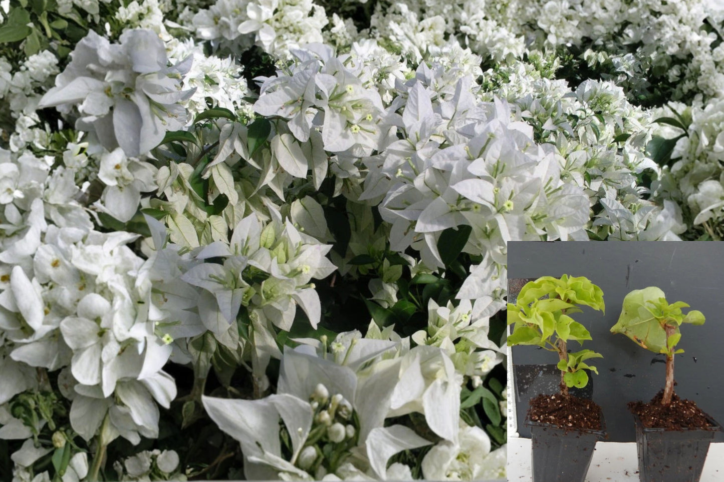 Mauna Kea Bougainvillea Live Starter Plant – Bougainvillea spp.