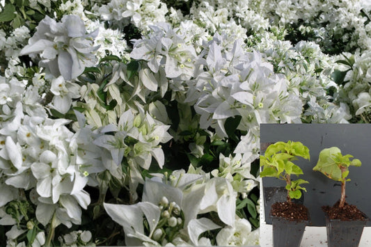 Mauna Kea Bougainvillea Live Starter Plant – Bougainvillea spp.