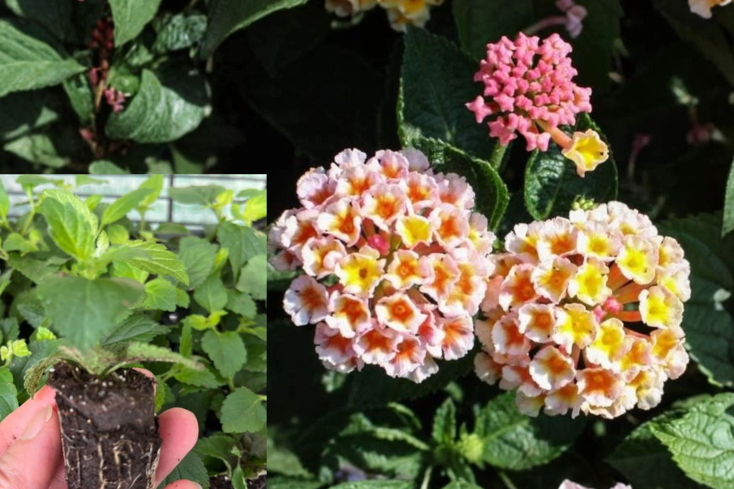 Lantana Live Starter Plant – Flowering Perennial for Garden & Containers