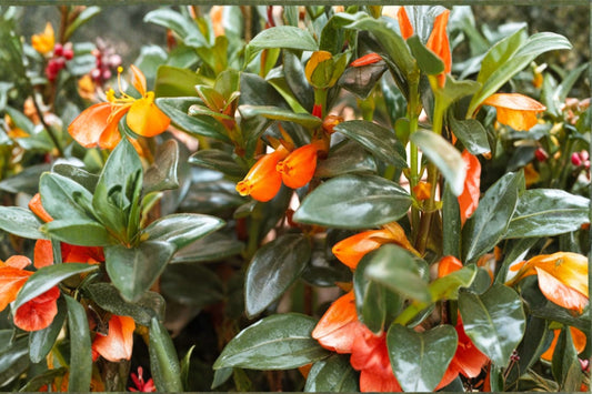 Goldfish Plant ‘Orange’ 1 Live Plant – 3–6 Inches Tall – Nematanthus