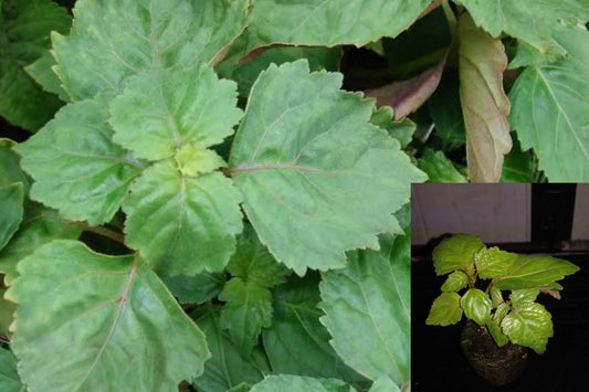 Patchouli Live Plant – Pogostemon cablin – Peat Moss Plug