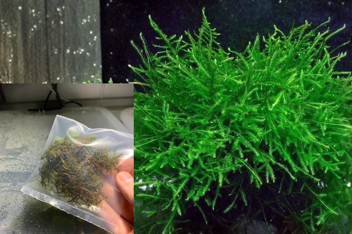 Java Moss Live Aquarium Plant – Taxiphyllum barbieri