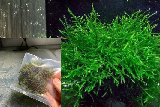 Java Moss Live Aquarium Plant – Taxiphyllum barbieri