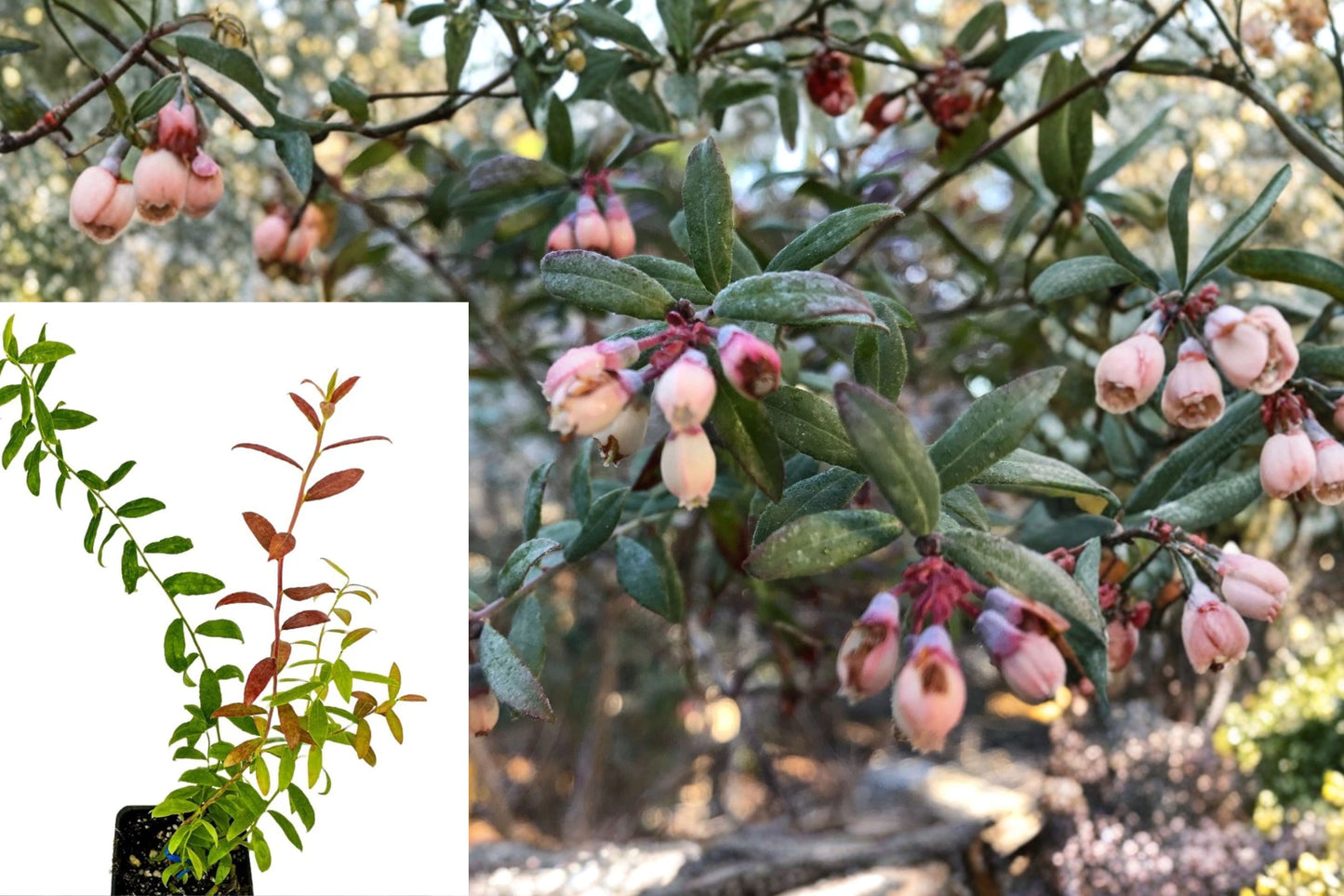 Darrow Blueberry Live Plant – 3–8 Inch Starter in 3-Inch Pot – Vaccinium corymbosum