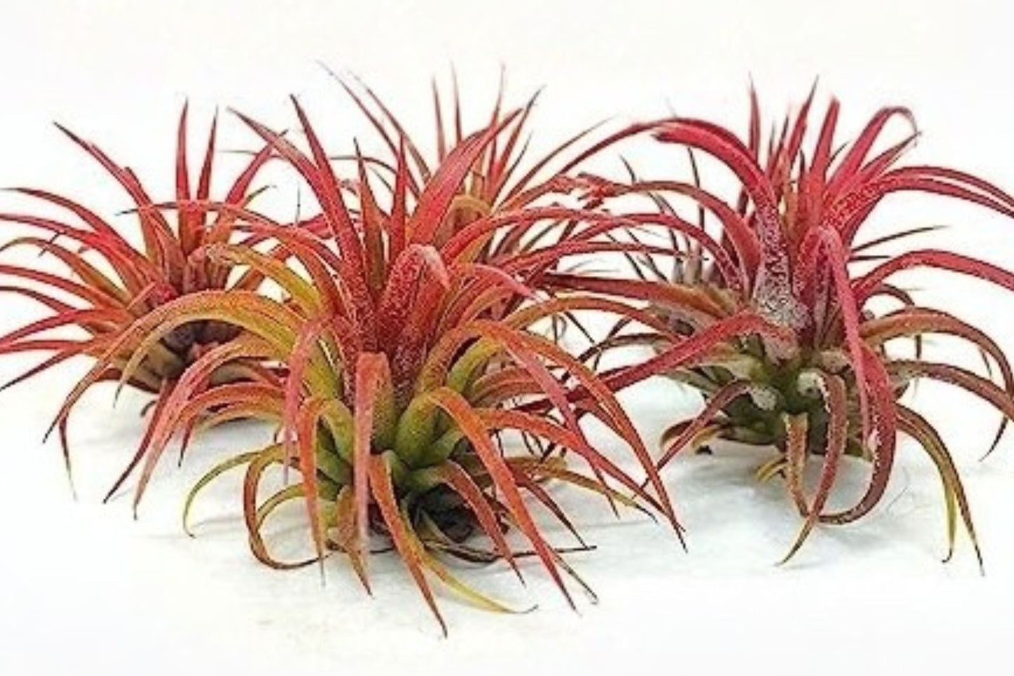 Ionantha Fuego Red Air Plants 5 Pack – Tillandsia ionantha – Live
