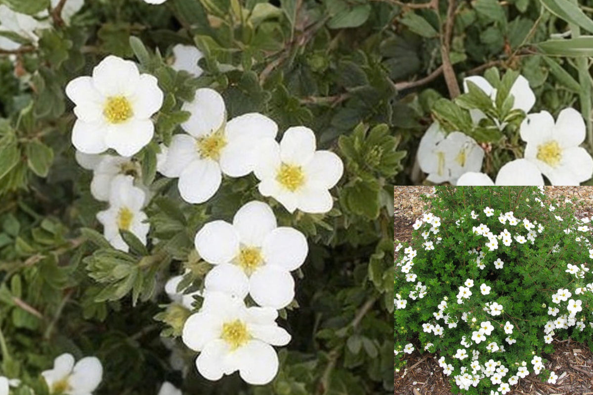 McKay’s White Potentilla Live Bare Root Plant – Potentilla fruticosa ‘McKay’s White’