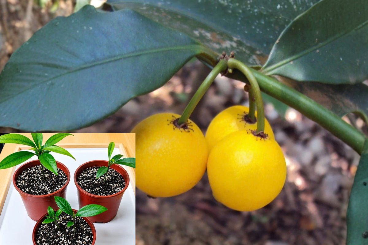 Lemon Drop Mangosteen – 1 Live Seedling – 4–5" – Garcinia intermedia