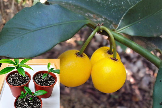 Lemon Drop Mangosteen – 1 Live Seedling – 4–5" – Garcinia intermedia