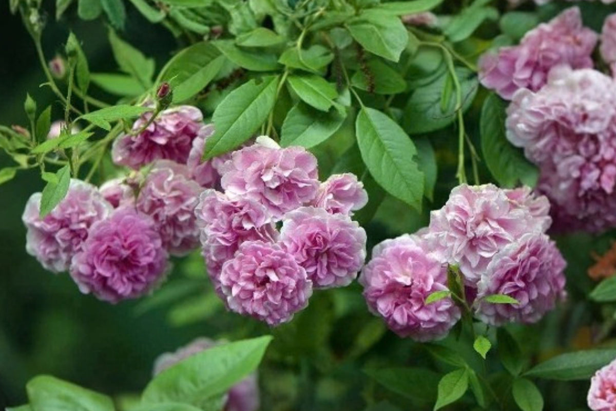 Seven Sisters Pink Rose 7 Live Cuttings – Rambler Rose