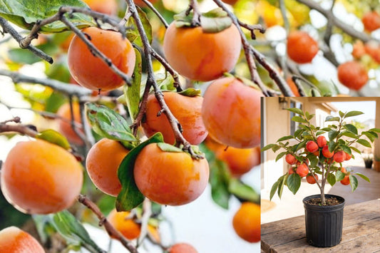 Persimmon Live Fruit Tree, 8–10 Inches, 4-Inch Pot – Diospyros spp.
