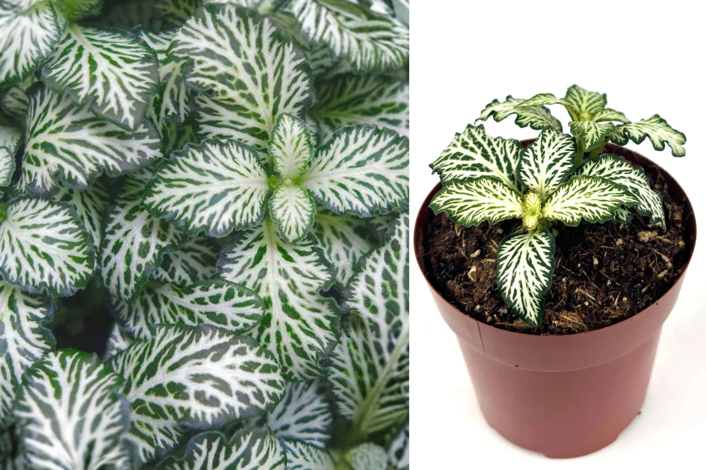 White Tiger Fittonia Live Plant – 2.5 Inch Pot – Fittonia