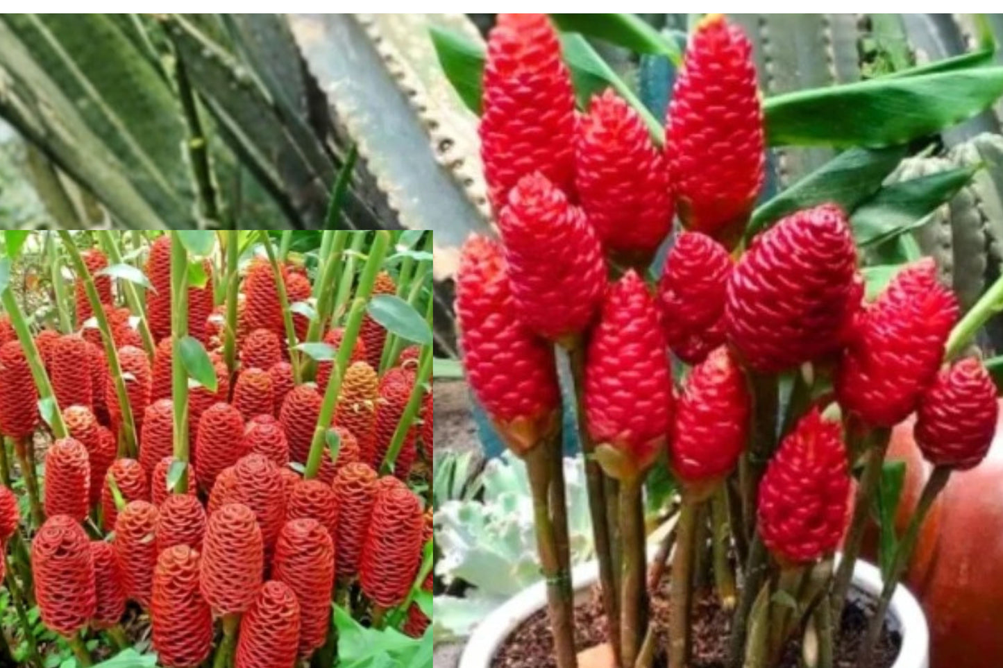 Shampoo Ginger 2 Live Plants – 12–20 Inch Zingiber zerumbet