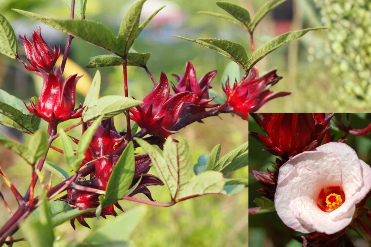 2 Red Roselle Hibiscus Live Plants – 4–8 Inch Seedlings – Hibiscus sabdariffa