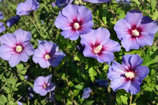 Purple Rose of Sharon Live Plant, 6–13 Inches, Potted – Hibiscus syriacus