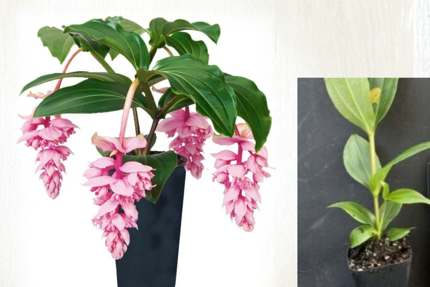 Medinilla Magnifica ‘Royal Zenz’ Live Starter Plant – Pink Chandelier Plant