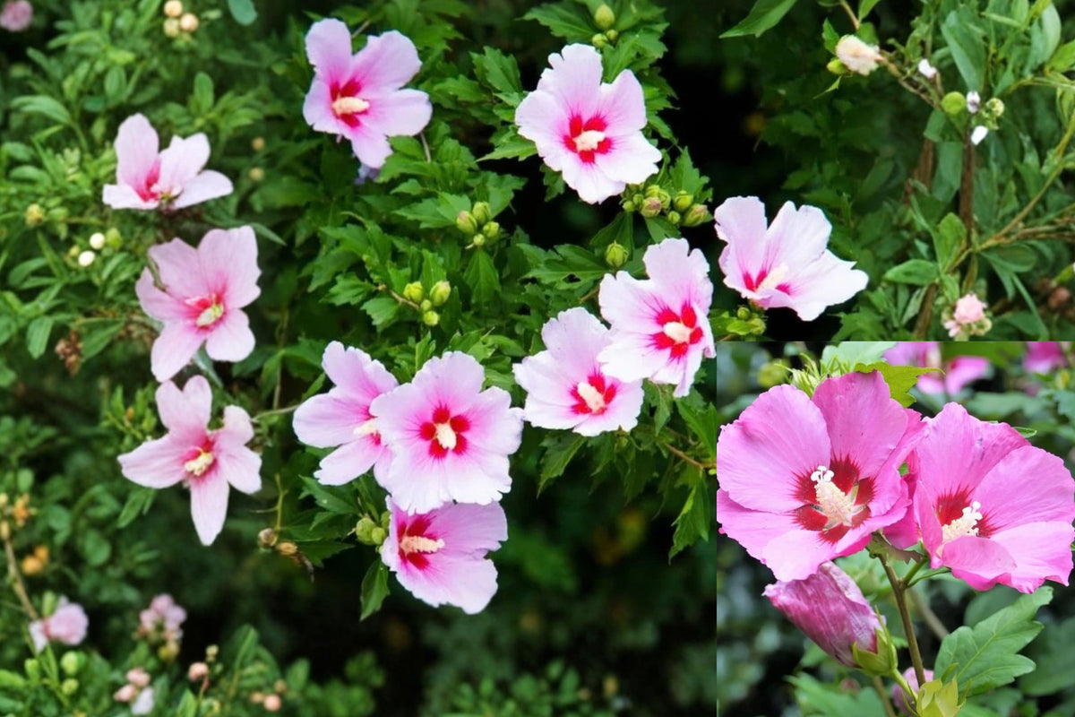 Pink Rose of Sharon Live Plant – 6–13 Inch – Hibiscus syriacus