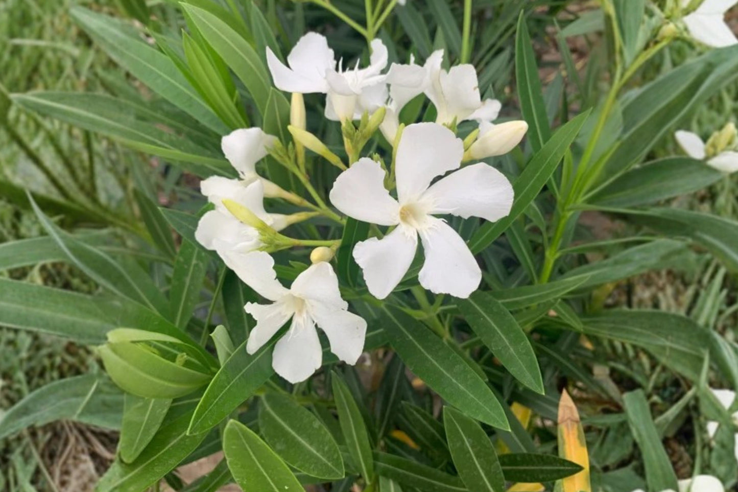 White Oleander Live Plant – 1 Rooted Plant – 12-Inch – Nerium oleander