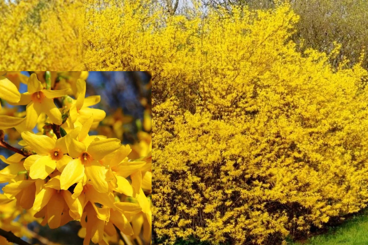 Lynwood Gold Forsythia Live Plant, Yellow Flowering Bush, 6–14 Inch Potted Shrub, Outdoor Garden Plant, Spring Blooming Shrub