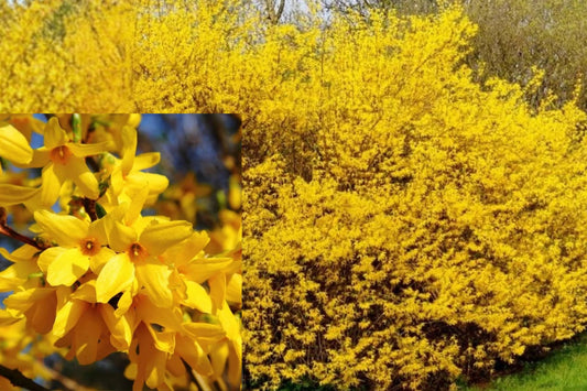 Lynwood Gold Forsythia Live Plant, Yellow Flowering Bush, 6–14 Inch Potted Shrub, Outdoor Garden Plant, Spring Blooming Shrub