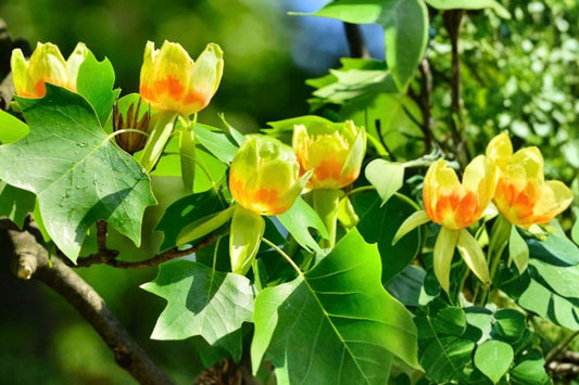 Tulip Tree 2 Live Plants – 6 Inches Tall in 4-Inch Pots – Liriodendron tulipifera