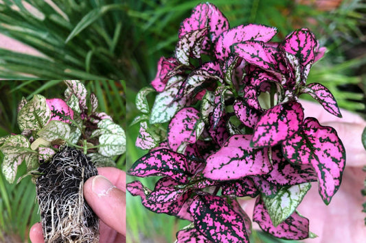 Polka Dot Plant 3 Pack – Pink Hypoestes Live Starter Plants