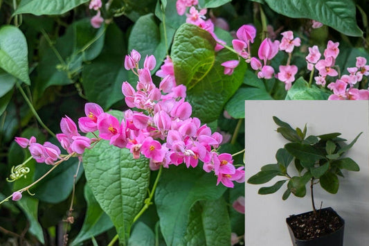 2 Mexican Creeper Live Plants, Antigonon Leptopus Coral Vine, Pink Flowering Climbing Vine for Trellises