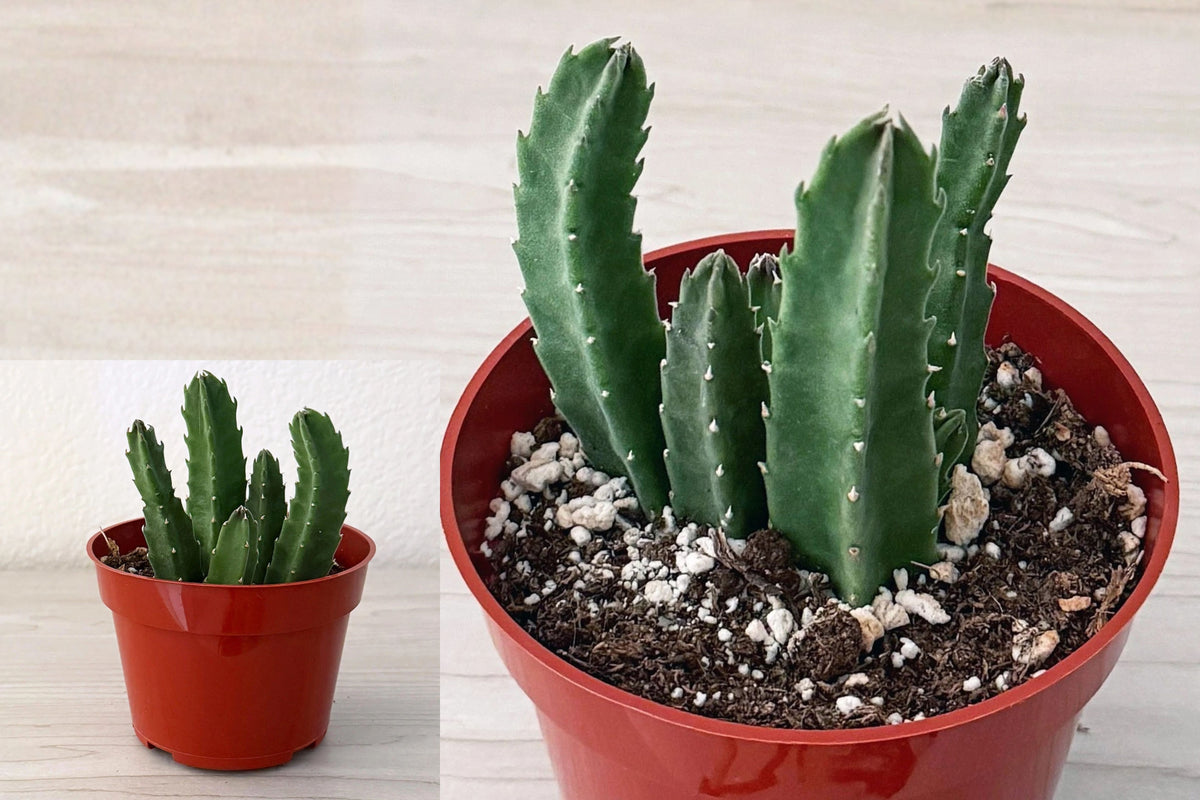 Stapelia gigantea Live Succulent Plant in 4" Pot – Stapelia