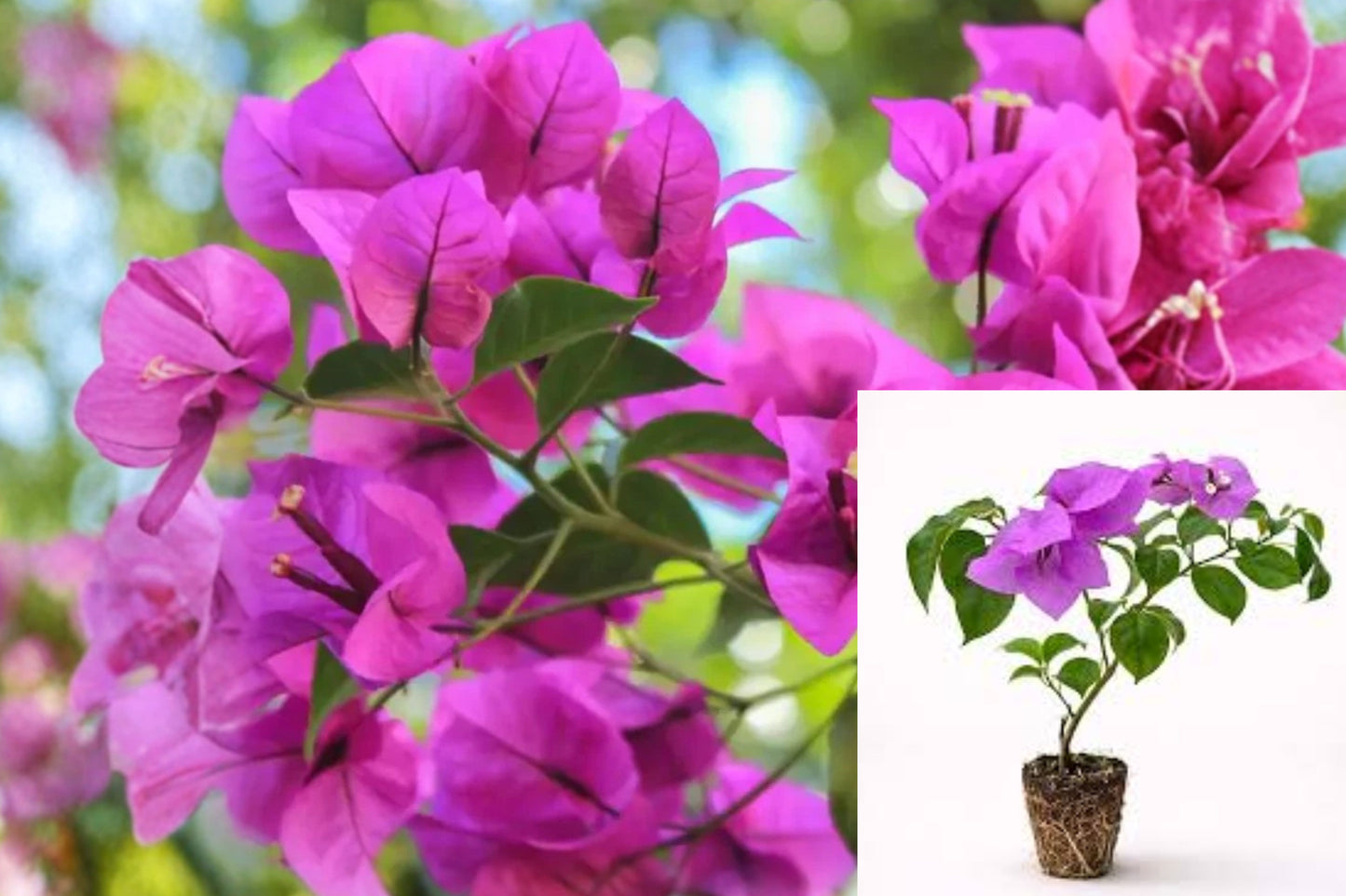Elizabeth Angus Bougainvillea 3 Live Plants – 4–6 Inch – No Pot