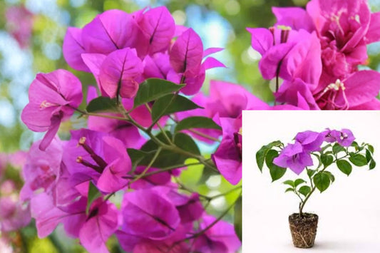 Elizabeth Angus Bougainvillea 3 Live Plants – 4–6 Inch – No Pot