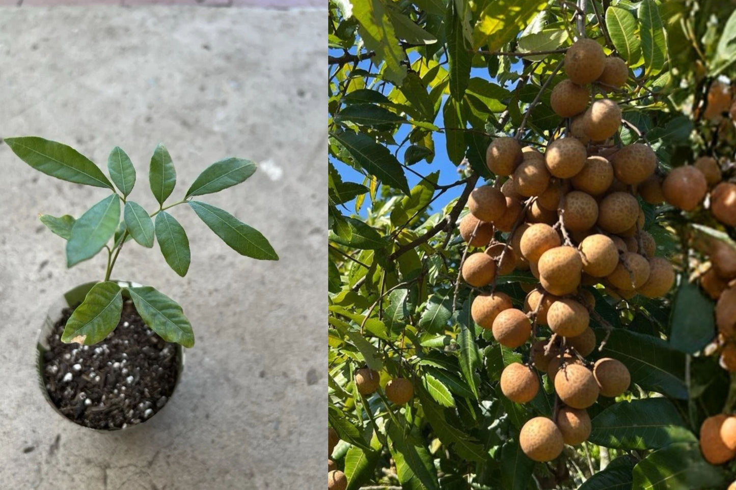 Longan Live Plant – Dimocarpus longan Tropical Fruit Tree Seedling