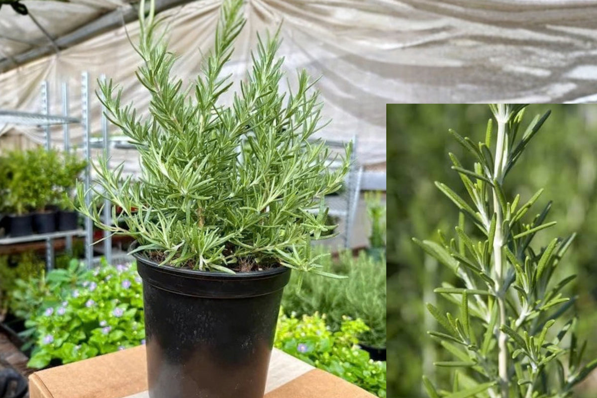 Rosemary Barbecue Live Plant – 6 Inch Starter – Rosmarinus officinalis