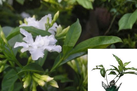 Florida Gardenia Crape Jasmine Live Plant – 1 Starter – Tabernaemontana divaricata