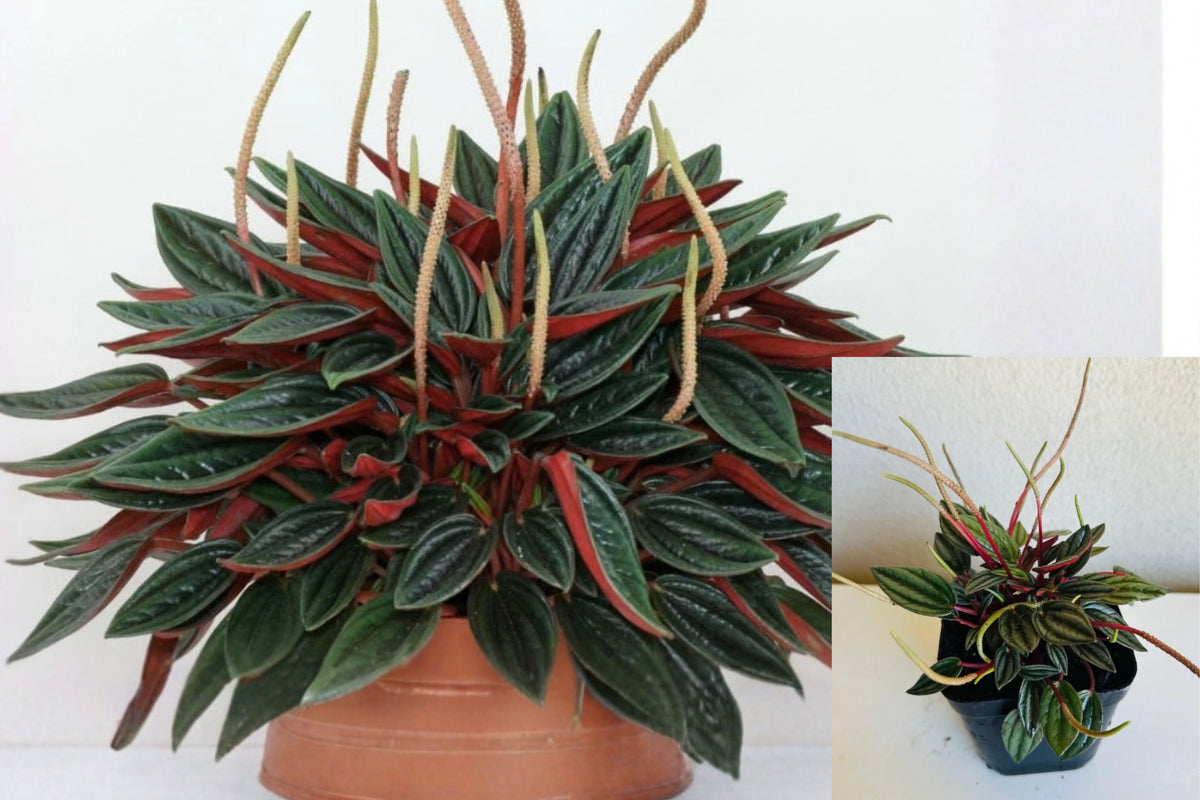 Live Peperomia Rosso Plant – 1 Plant – 4" Pot – Peperomia
