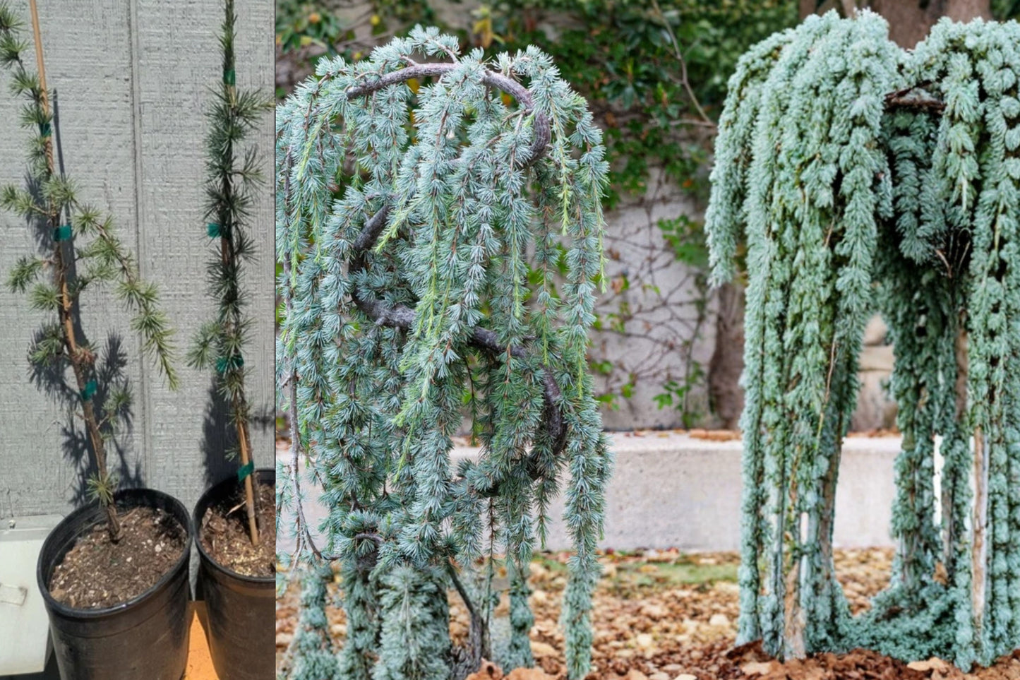Weeping Blue Atlas Cedar 18–24" Live Tree – Cedrus atlantica ‘Glauca Pendula’