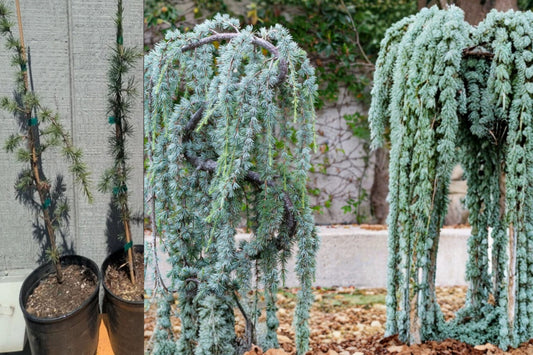 Weeping Blue Atlas Cedar 18–24" Live Tree – Cedrus atlantica ‘Glauca Pendula’