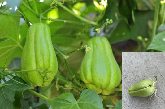 1 Sprouted Chayote Squash Live Plant – Sechium edule – Mirliton
