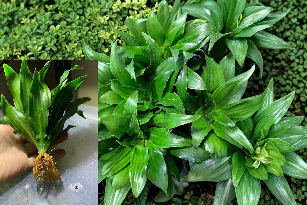 Janet Craig Dracaena Compacta Live Plant, Green Tropical Houseplant, 5 Inch Bare Root Indoor Plant, Dwarf Dracaena, Buy 2 Get 1 Free