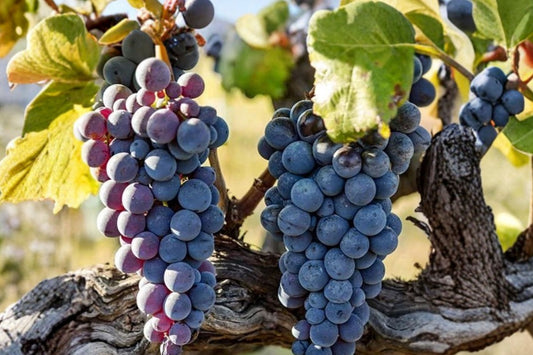Jupiter Seedless Grape Vine – 1 Plant – Vitis ‘Jupiter’