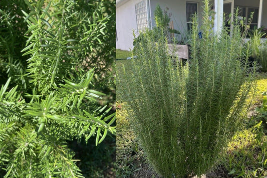 Rosemary 1 Live Rooted Bare Root Cutting – 24 Inch Plant